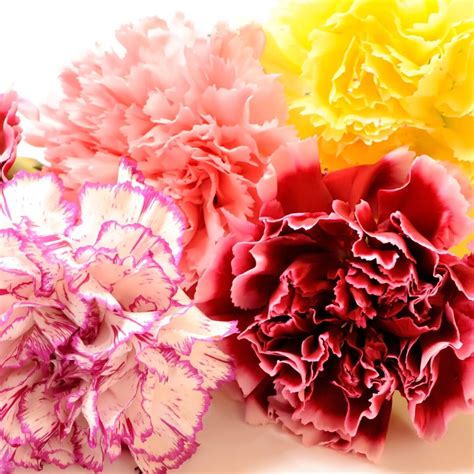 What Do Carnations Symbolize