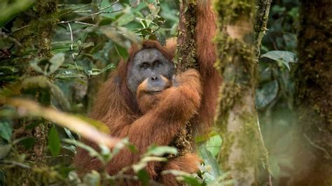 discovery critically endangered tapanuli orangutans