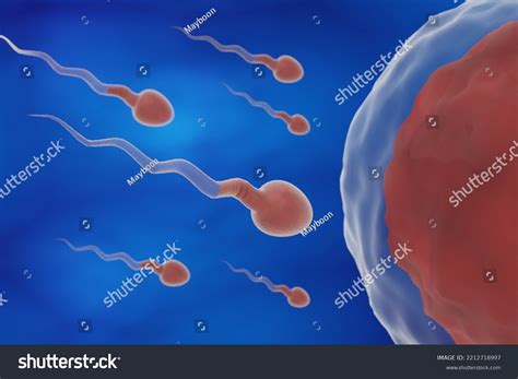 Human Egg Inseminationsperm Egg Cell Natural Stock Illustration