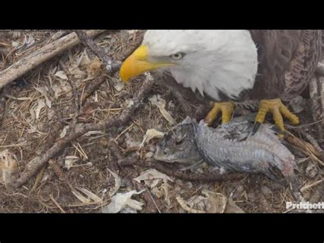 Swfl Eagles F Brings A Fish To Nest M Steals A Fish Hot The