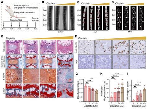 Jci Disassembly Of The Trim56 Atr Complex Promotes Cytodnacgassting