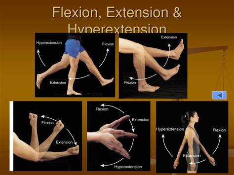 Hyperextension Anatomy