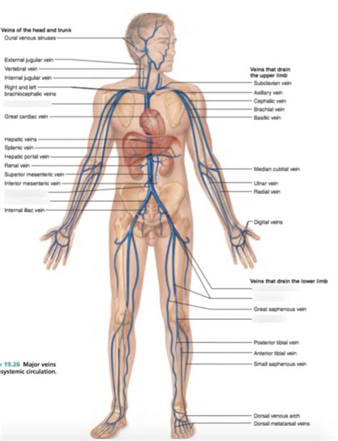 Veins Of Head Trunk Diagram Quizlet