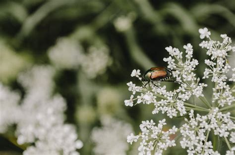 Japanese Beetle Traps: How Effective Are They?