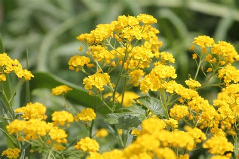 Gorgeous Perennial Flowers That Thrive In Shallow Soil