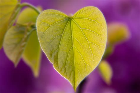 Kostenlose foto Natur Ast blühen Fotografie Sonnenlicht Blatt