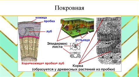 Ткани растений - презентация онлайн