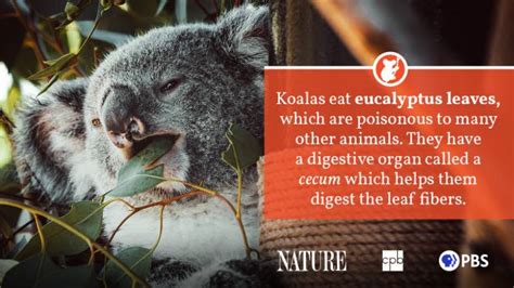 Koala Fact Sheet | Blog | Nature | PBS