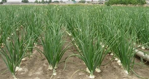 Onion Farming Information Guide For Beginners Asia Farming