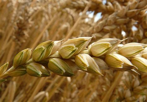 Adoção de boas práticas pode aumentar produção de trigo em 1 5 milhão