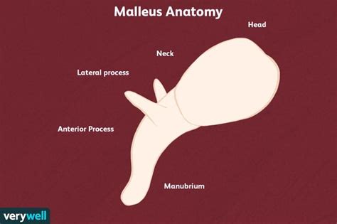 Ossicles: Anatomy, Function, and Treatment