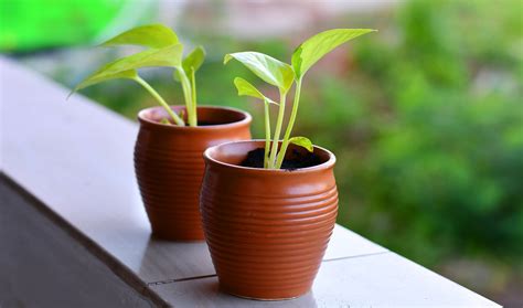 Como Trasplantar árboles Y Plantas Trucos Y Consejos Sansevieria