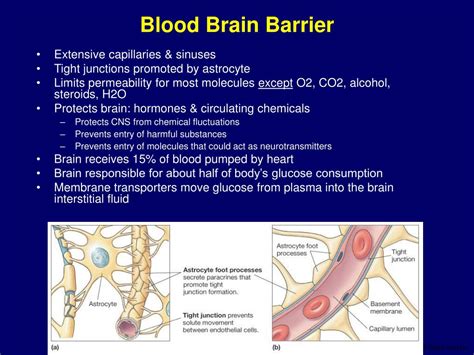 PPT Neurophysiology PowerPoint Presentation ID 168209