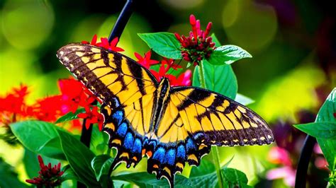 Yellow Blue Black Lines Design Butterfly On Red Flowers Plant Hd