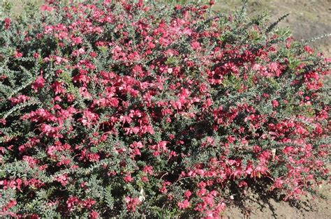 PlantFiles Pictures Grevillea Winter Delight Grevillea By Kell