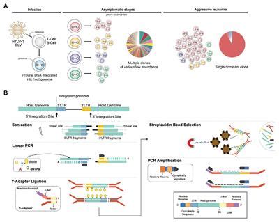 Frontiers An Improved Sequencing Based Bioinformatics Pipeline To