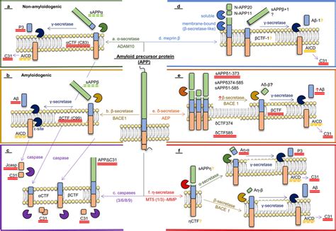 Amyloid Precursor Protein Processing A Schematic Representation Of The