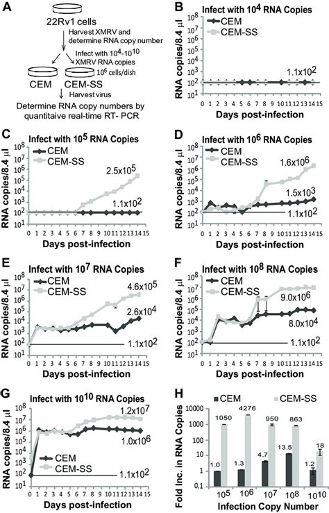 Replication Of XMRV In CEM And CEM SS Cells A Schematic Overview Of