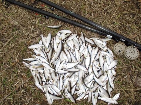 Уклейка: как ловить эту интересную рыбку в весенний период | Клевая ...