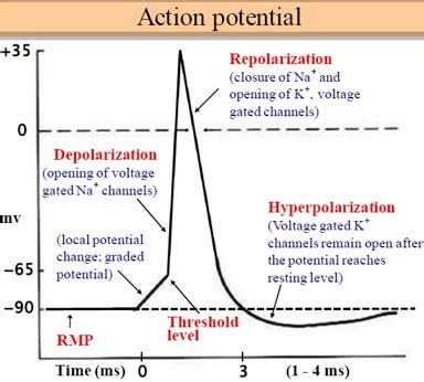 Action Potential Graph Labeled