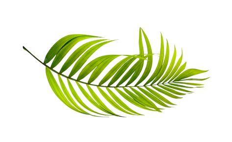 Hoja De Palmera Png Imagenes Gratis 2024 Png Universe