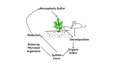 Sulfur Cycle Diagram