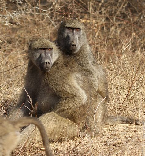 Grayfoot Chacma Baboon From Skukuza Ehlanzeni District Municipality