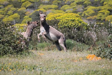 Depuis Stintino Visite Guid E Du Parc National De L Asinara En