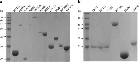 Western Blot Analysis Of Purified Proteins A Eleven Proteins That