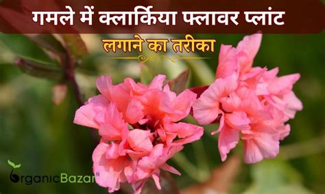 गमले में क्लार्किया फूल का पौधा कैसे उगाएं How To Grow Clarkia Flower