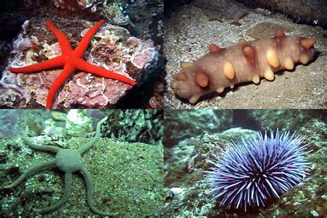 Echinoderms History And Some Interesting Facts