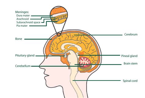 Brain Diagram And Functions Lobe Nervous Treatment Mold Func