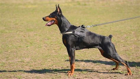 Doberman Pinscher Police Dog