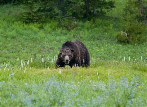 Black vs Grizzly bear – who is who? | Grizzly bear, Bear, Grizzly