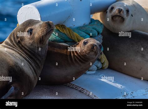 Group Of California Sea Lions Warming Themselves On The Floating Buoy