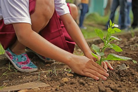 Projeto Meio Ambiente Para Educa O Infantil Plantando O Futuro Educador