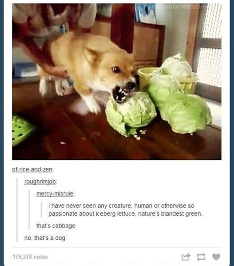 cabbage - Meme by cyclo7777777 :) Memedroid