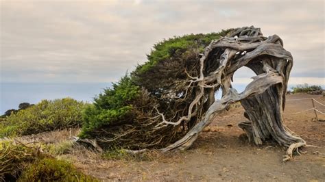 El sorprendente bosque español con árboles torcidos