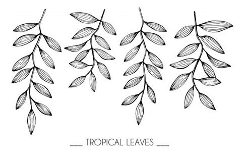 Premium Vector Collection Set Of Tropical Leaves Drawing Illustration