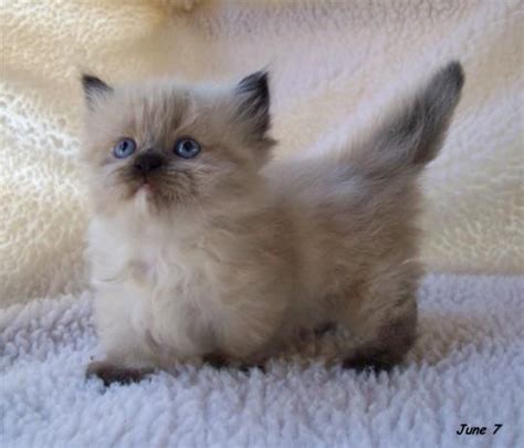 Teacup Munchkin Cats Big And Little Cats Pinterest Munchkin Cat Kittens And Cats