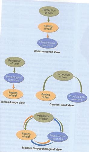 Kaarten Biopsychology Of Emotion Stress And Health Chapter 17