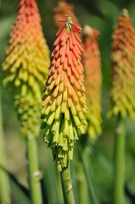 Fire Dance Torchlily Kniphofia Hirsuta Fire Dance In Billings