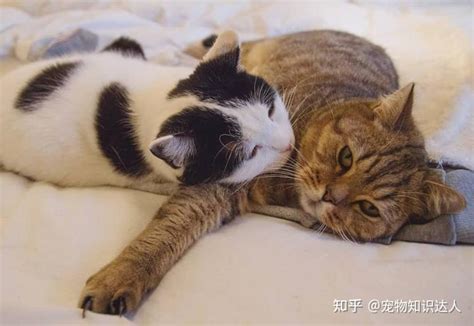 猫咪喜欢独居还是有个伴小编告诉你 知乎