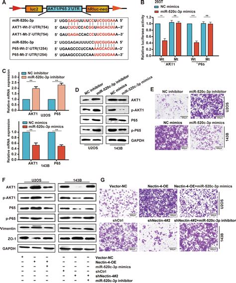 Nectin 4 Activates Pi3k Akt Nf κb Signaling Through Modulating