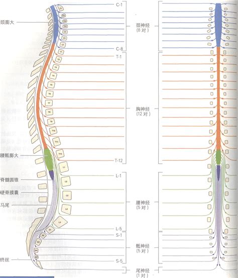 脊神经 临床应用解剖学 医学