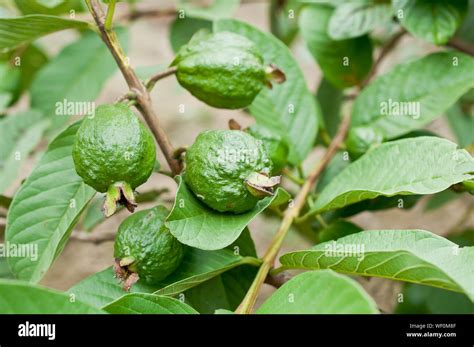 Planta de guayaba fotografías e imágenes de alta resolución Página 2