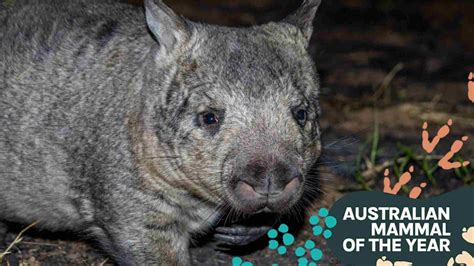 Northern Hairy Nosed Wombat The Hard Arse Of The Australian Bush