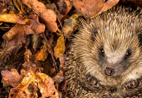 Igel Aus Winterschlaf Geweckt So Helfen Sie Dem Tier GartenFlora