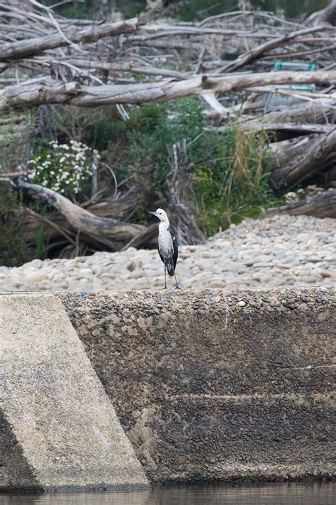 Ebird Checklist 26 Sep 2023 Penrith Weir Reserve 39 Species