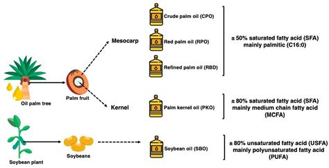 Crude Palm Oil Process